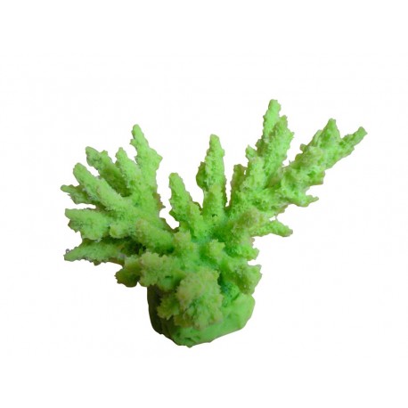 Petit corail Acropora