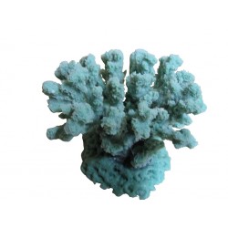 Petit corail cauliflower acropora