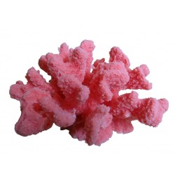 Corail moyen cauliflower acropora