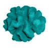 Petit corail
