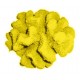 Corail moyen cauliflower acropora