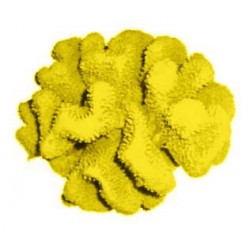 Petit corail