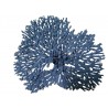 Grand corail cauliflower acropora