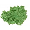 Grand corail Acropora