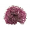 Grand corail Acropora XXL