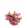 Corail de barnacle moyen