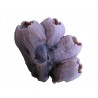 Corail de barnacle moyen