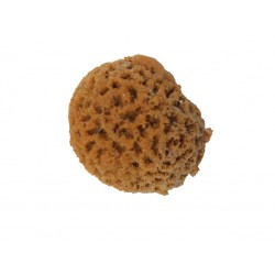 Mini corail cerveau