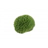 Mini corail cerveau