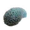 Corail cerveau moyen