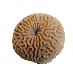 Large corail cerveau platygyra