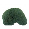 Corail cerveau XXL
