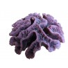 Corail cerveau moyen