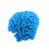 Corail cerveau moyen