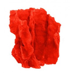 Corail crête