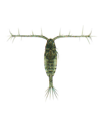 copepods aquaculturefrance