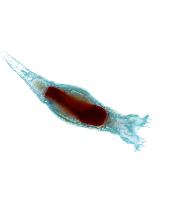 rotifer aquaculture france