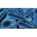 Bactéries (filtre bio)