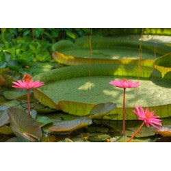 Pond owner